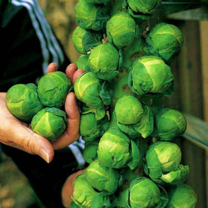 Brussels Sprouts Seeds