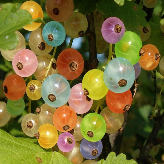 Rainbow Color Cape Gooseberry Seeds