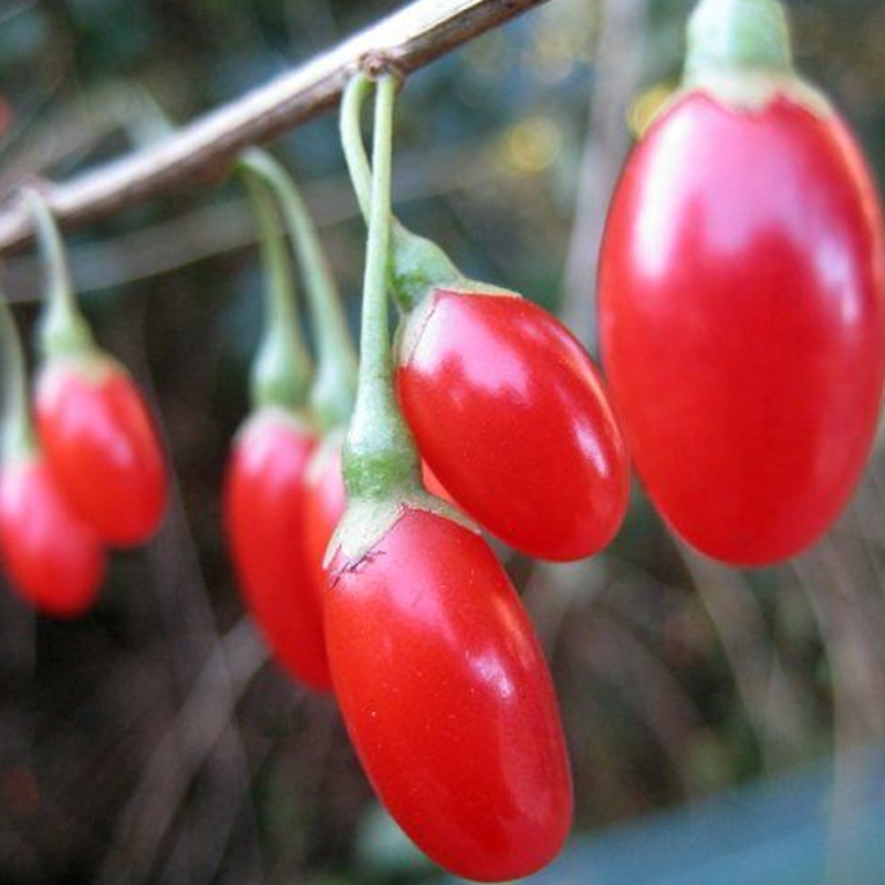 Red Wolfberry Seeds