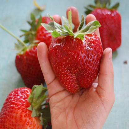 Fancy Twisted Strawberry Seeds