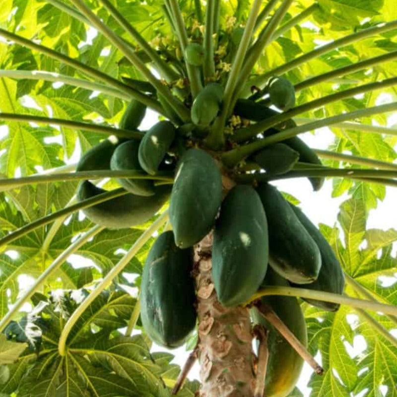 Green Papaya Seeds