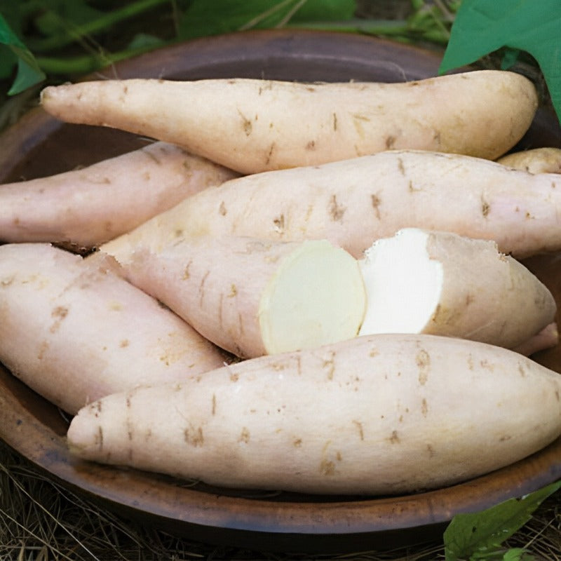 Sweet Potato Seeds