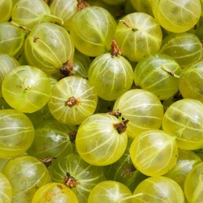 Impressive Rare Ceylon Gooseberry Seeds