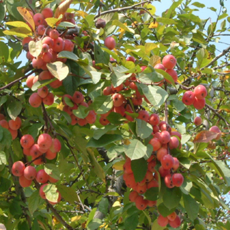 Apple Tree Seeds