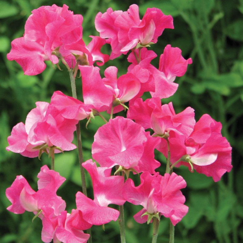 Sweet Pea Lathyrus Seeds