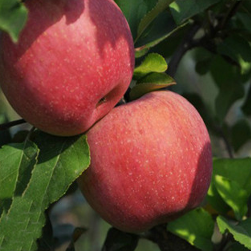 Red Gala Apple Tree Seeds