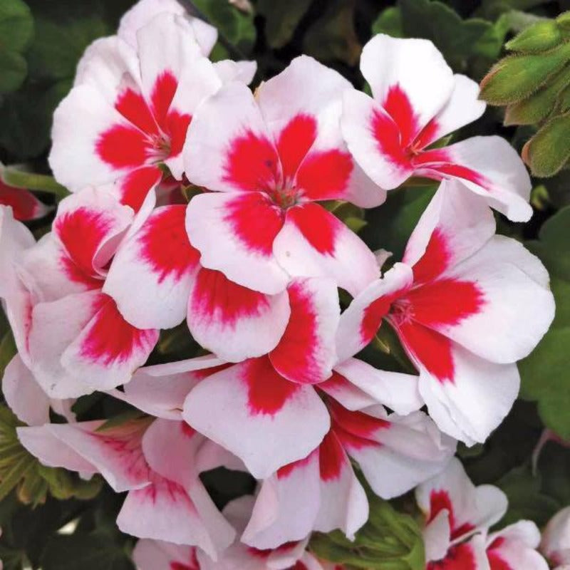 Pelargonium White Flower Seeds