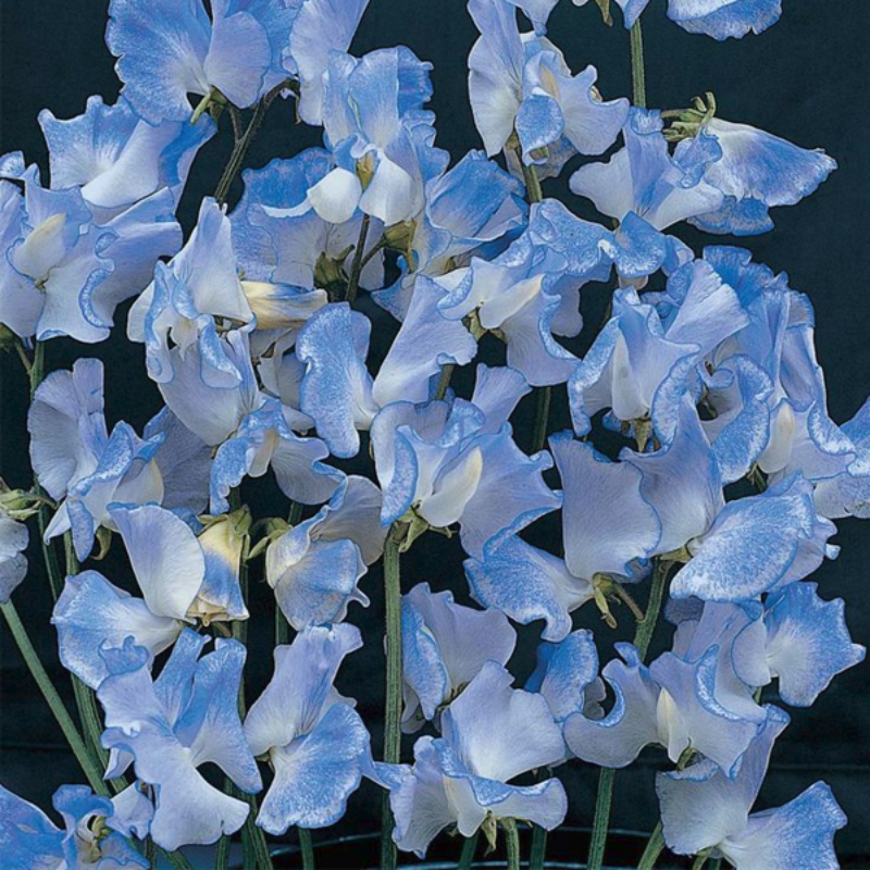 Sweet Pea Lathyrus Odoratus Seeds