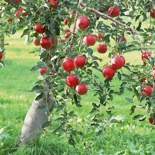 Almata Apple Tree Seeds