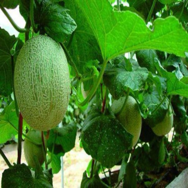 Cantaloupe Melon Seeds