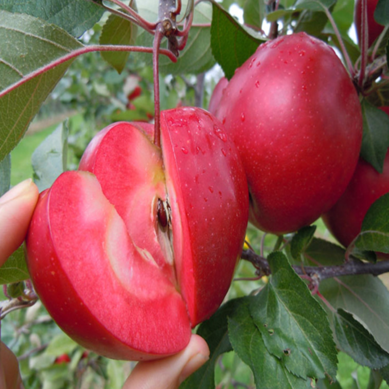 Red Apple Tree Seeds