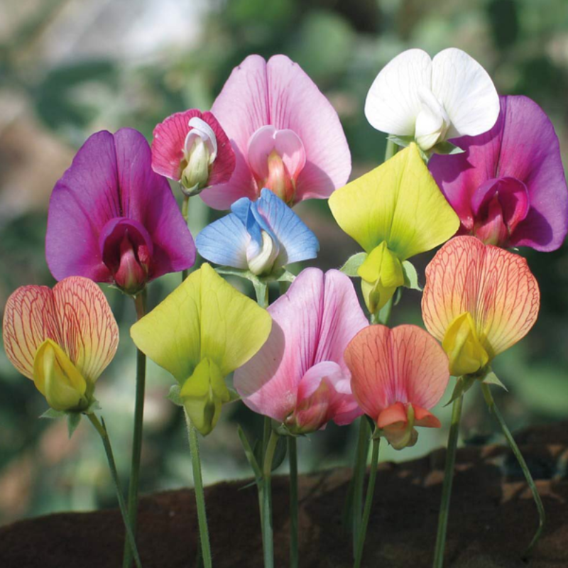 Sweet Pea Flower Seeds