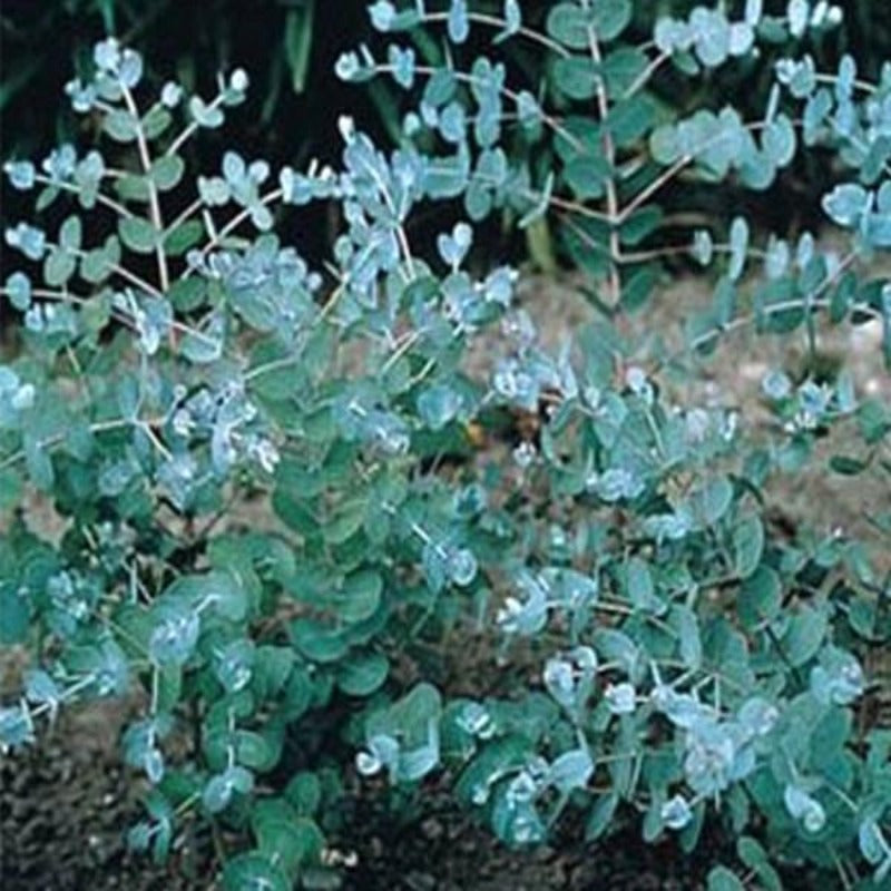 Silver Eucalyptus Seeds