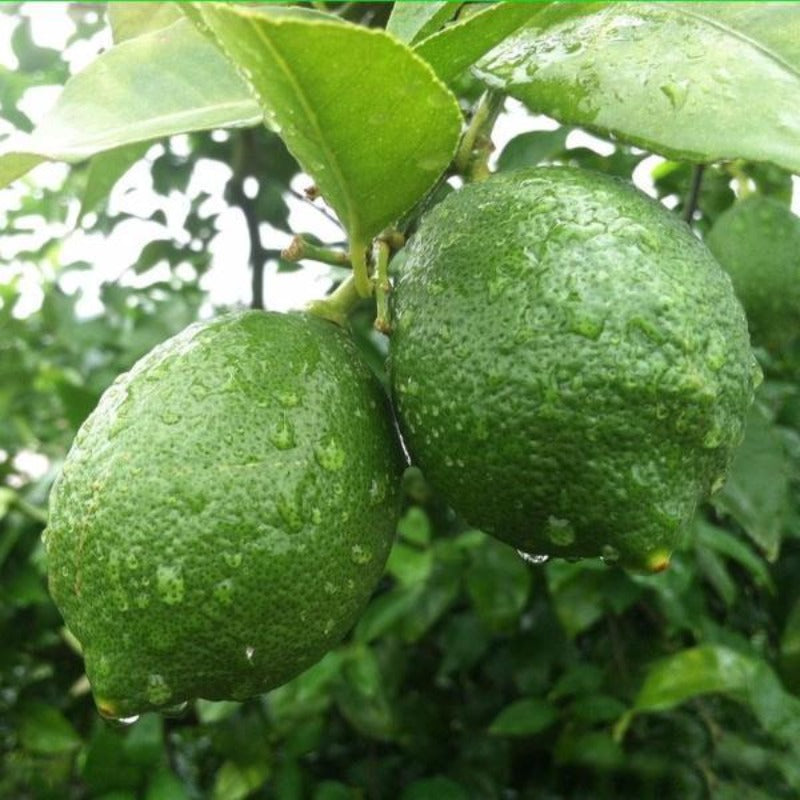 Citrus Lemon Seeds