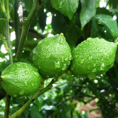 Citrus Lemon Seeds