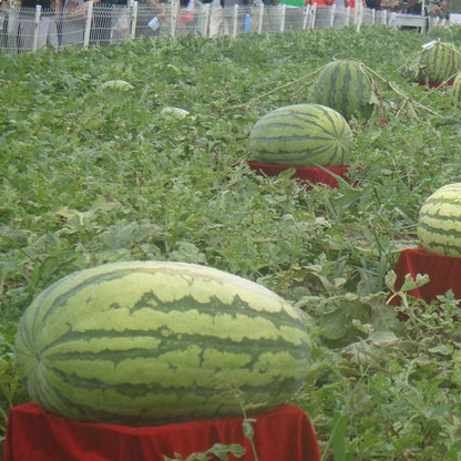 Giant Watermelon Fruit Seeds