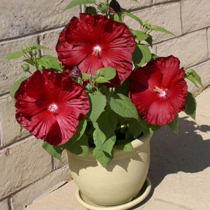 Deep Red Hibiscus Seeds