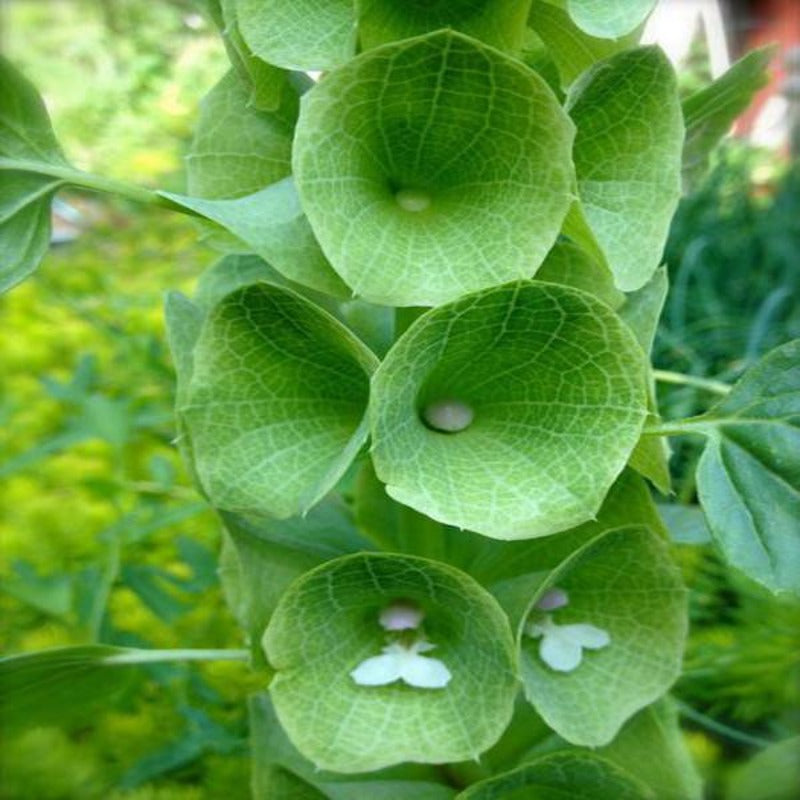Moluccella Levis Shell Flower Seeds