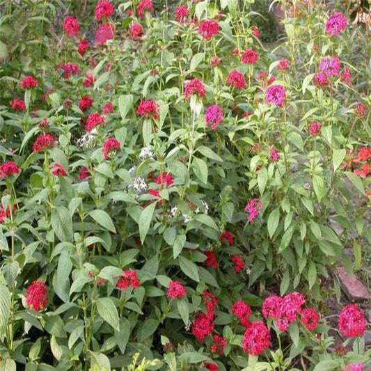 Pentas Bonsai Flower Seeds