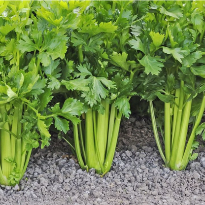 Celery Organic Vegetable Seeds