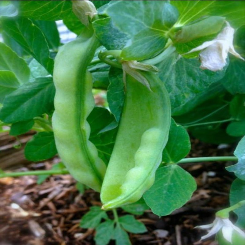 Organic Heirloom Peas Seeds