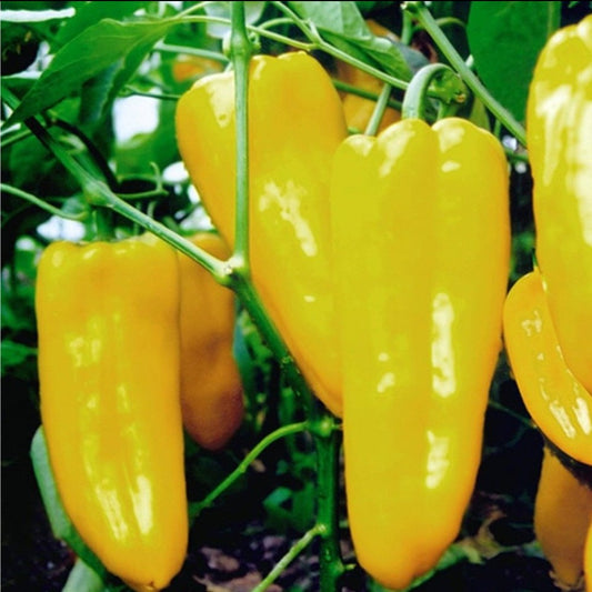 Giant Yellow Pepper Seeds