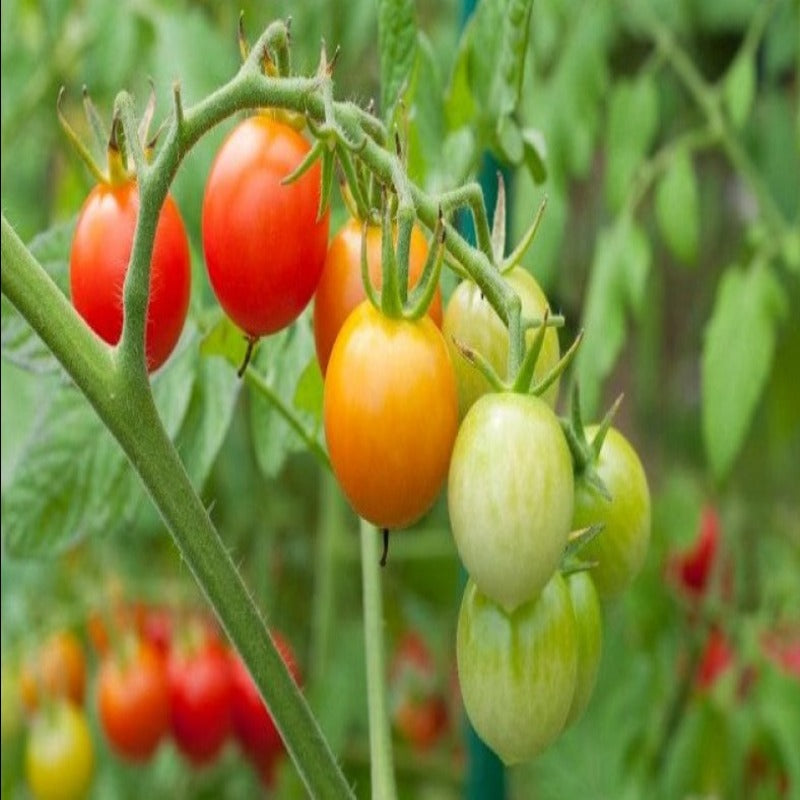 Colorful Cherry Tomatoes Vegetable Seeds