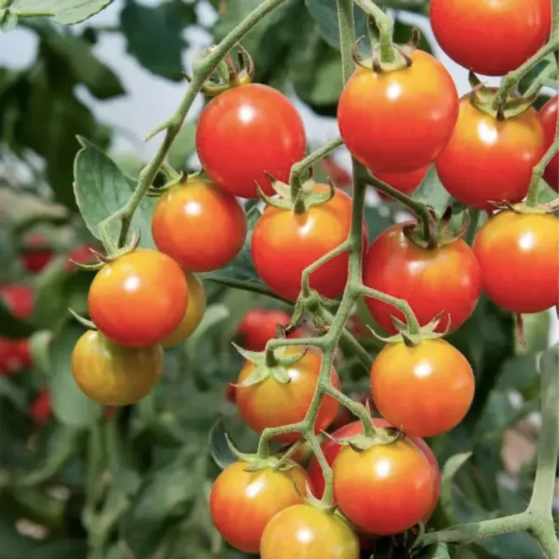 Colorful Cherry Tomatoes Vegetable Seeds