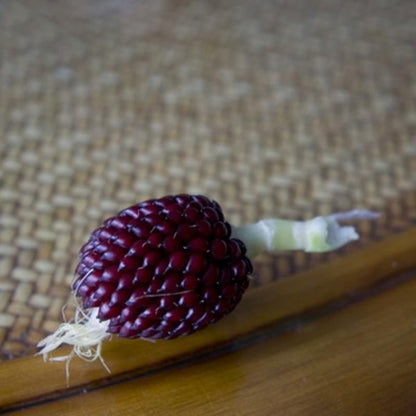 Corn Strawberry Ornamental Seeds