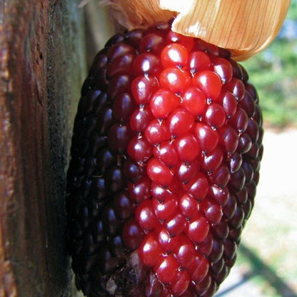 Corn Strawberry Ornamental Seeds