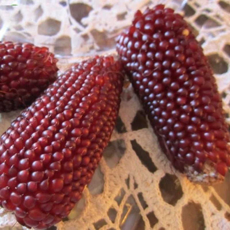 Corn Strawberry Ornamental Seeds