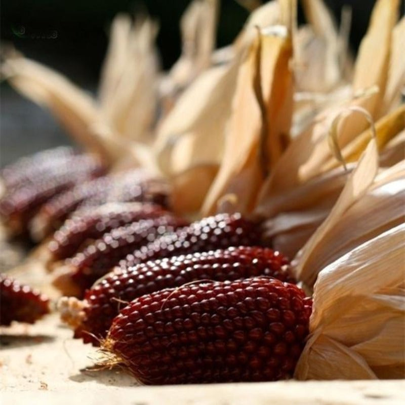 Corn Strawberry Ornamental Seeds