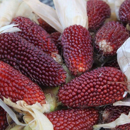 Corn Strawberry Ornamental Seeds