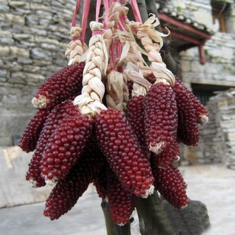 Corn Strawberry Ornamental Seeds