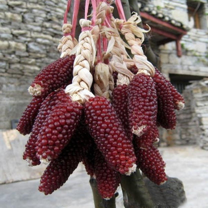 Corn Strawberry Ornamental Seeds