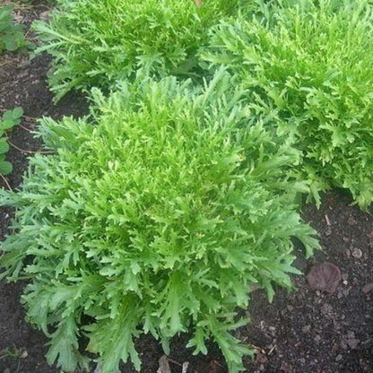 Cichorium Endivia Summer Vegetable Seeds