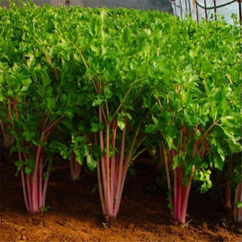 Red Celery Seeds