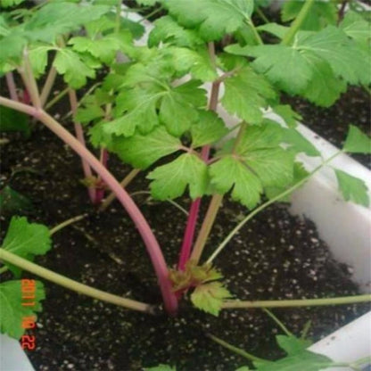 Red Celery Seeds