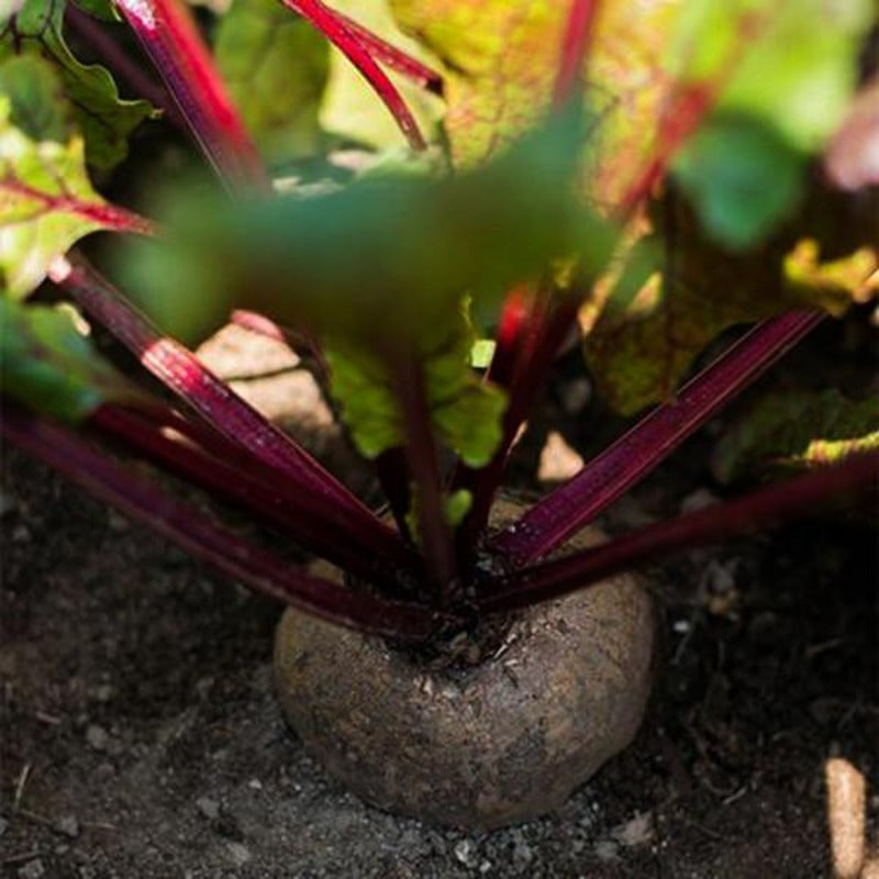 Beetroot  Vegetable Seeds