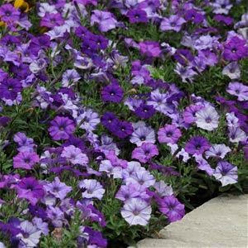 Blue Petunia Seeds