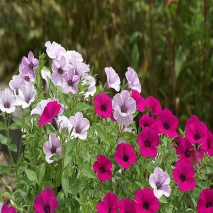 Bonsai Petunia Flower Seeds