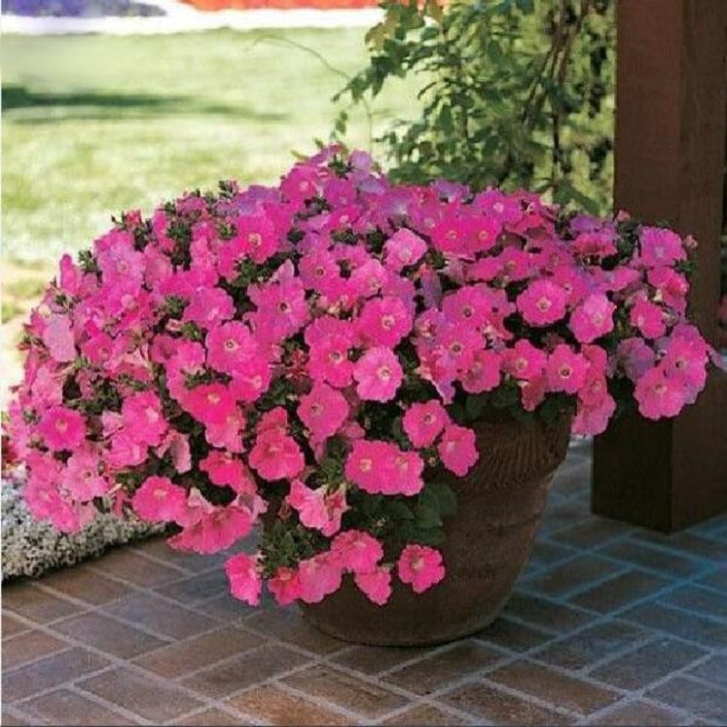 Bonsai Petunia Flower Seeds