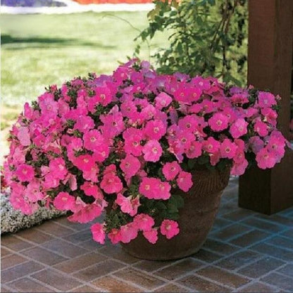 Bonsai Petunia Flower Seeds