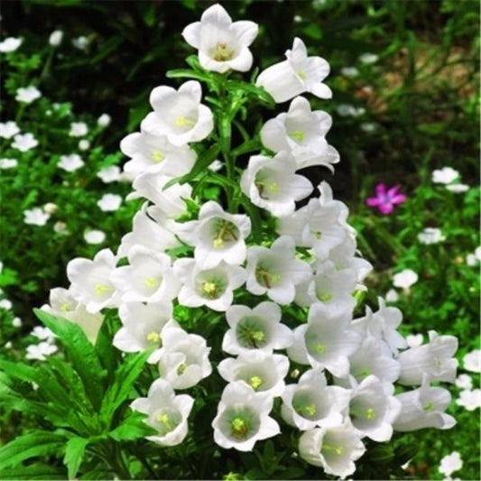 Campanula Persicifolia Flower Seeds