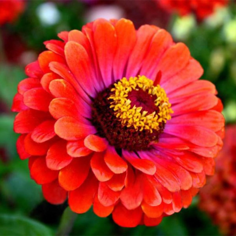 Zinnia Seeds