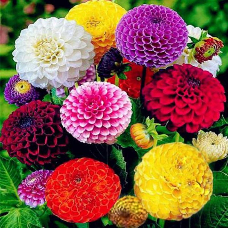Zinnia Seeds