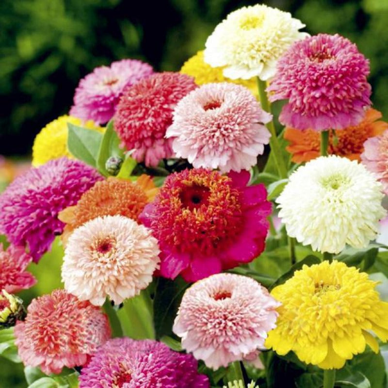 Zinnia Seeds