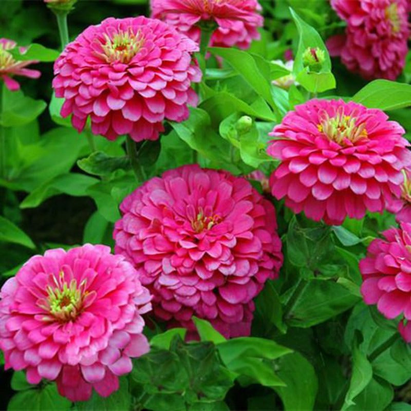 Zinnia Seeds