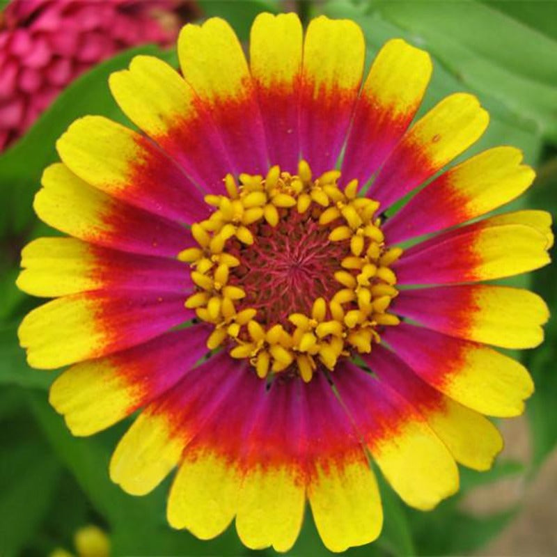 Zinnia Seeds