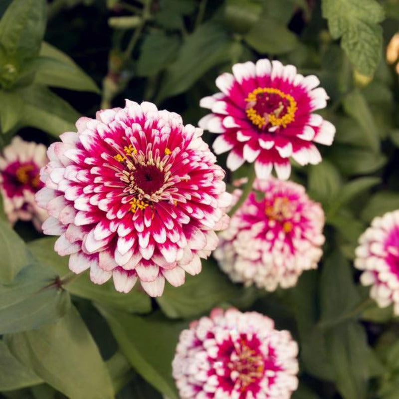 Zinnia Seeds
